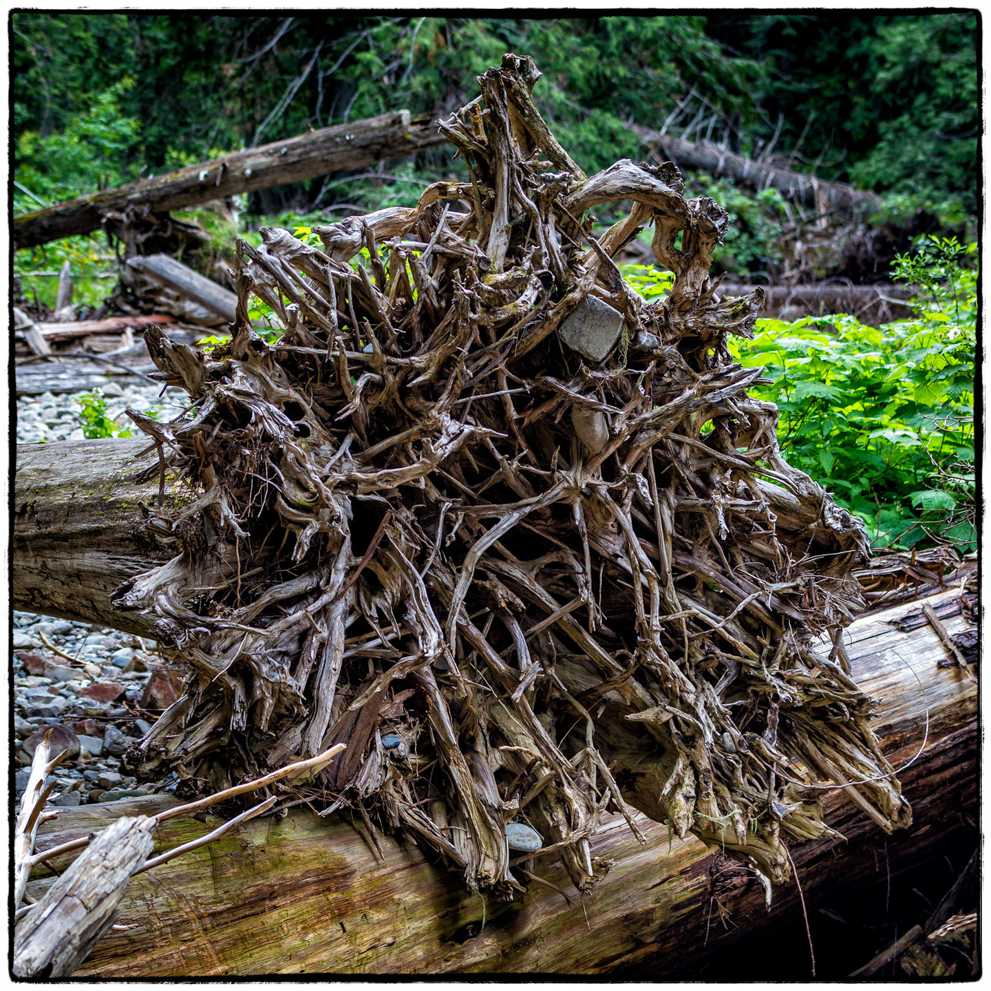 Ross Creek Cedars State Park, Montana