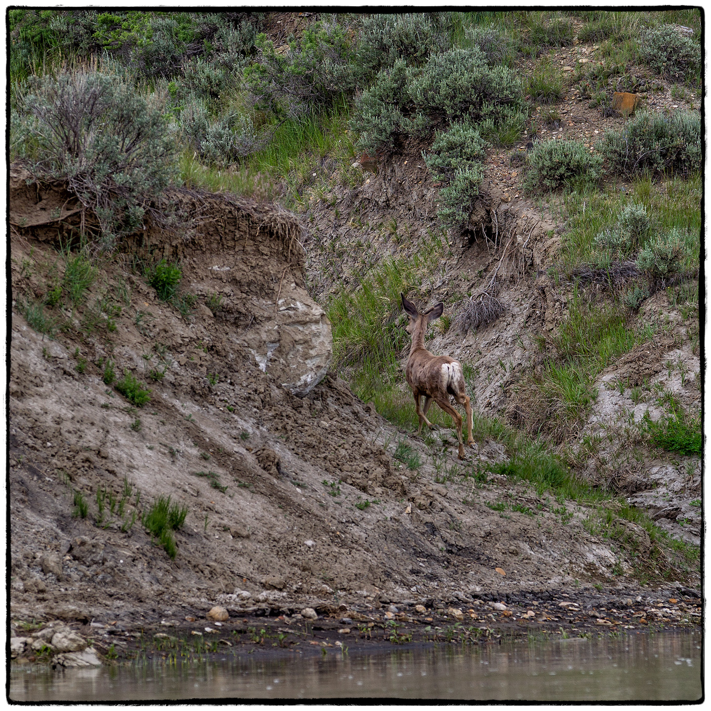 Upper Missouri River, Montana